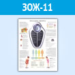 Плакат «Как поддержать здоровый вес» (ЗОЖ-11, пластик 2 мм, A1, 1 лист)
